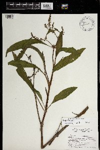 Rumex britannica image