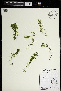 Elodea canadensis image