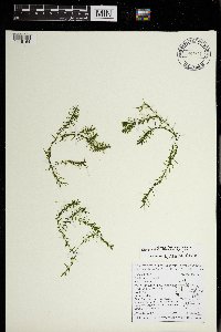 Elodea nuttallii image