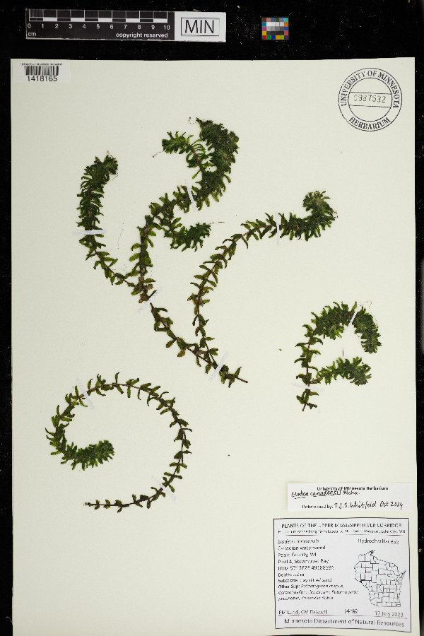 Elodea image