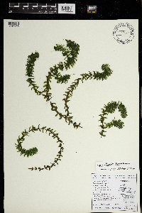 Elodea canadensis image