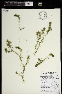 Elodea nuttallii image