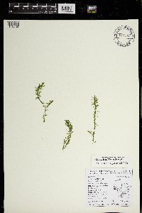 Elodea nuttallii image