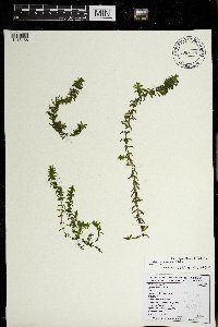 Elodea canadensis image