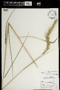 Elymus wiegandii image