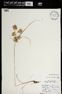 Cyperus strigosus image