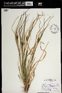 Carex intumescens image