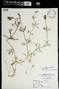 Galium aparine image