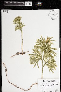 Dendrolycopodium hickeyi image