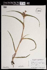 Tradescantia bracteata image