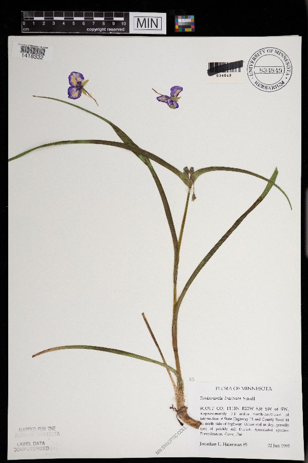 Tradescantia image