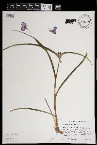 Tradescantia bracteata image