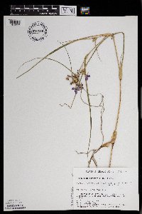 Tradescantia occidentalis image