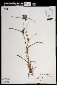 Tradescantia occidentalis image