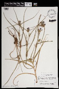 Tradescantia occidentalis image