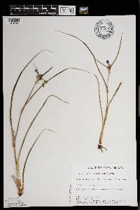 Tradescantia occidentalis image