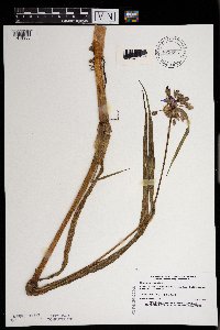 Tradescantia ohiensis image