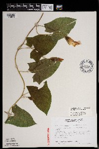 Calystegia sepium image