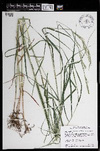 Calamagrostis canadensis var. macouniana image