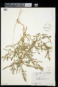 Amaranthus albus image