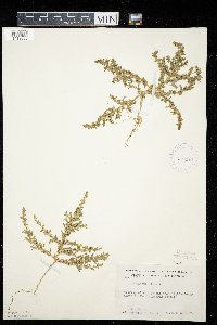 Amaranthus albus image