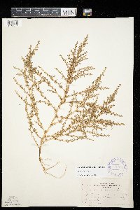 Amaranthus albus image