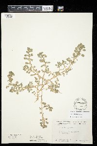 Amaranthus albus image