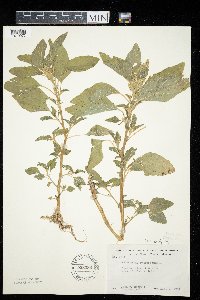 Amaranthus retroflexus image