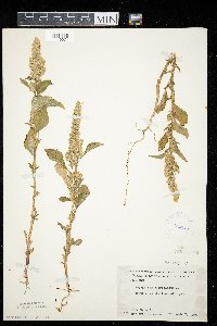 Amaranthus retroflexus image