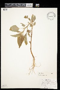 Amaranthus retroflexus image