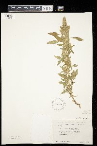 Amaranthus retroflexus image