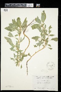 Amaranthus retroflexus image