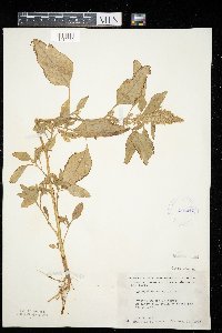 Amaranthus retroflexus image