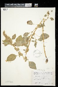 Amaranthus retroflexus image