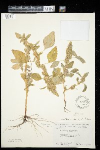 Amaranthus retroflexus image