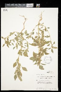 Amaranthus retroflexus image