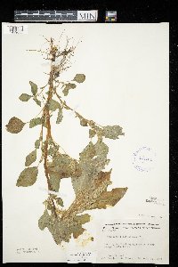 Amaranthus retroflexus image