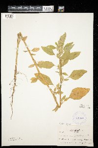 Amaranthus retroflexus image