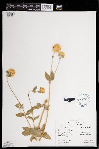 Gomphrena globosa image