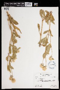 Gomphrena globosa image