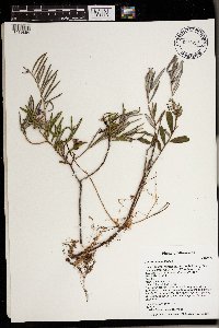 Andromeda polifolia image