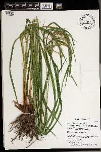 Carex crinita var. crinita image