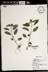 Prunella vulgaris image