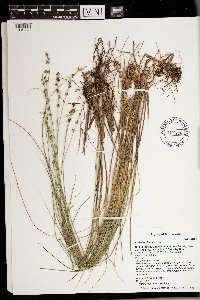 Carex echinata image