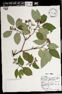 Cornus sericea image