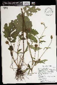 Geum macrophyllum image