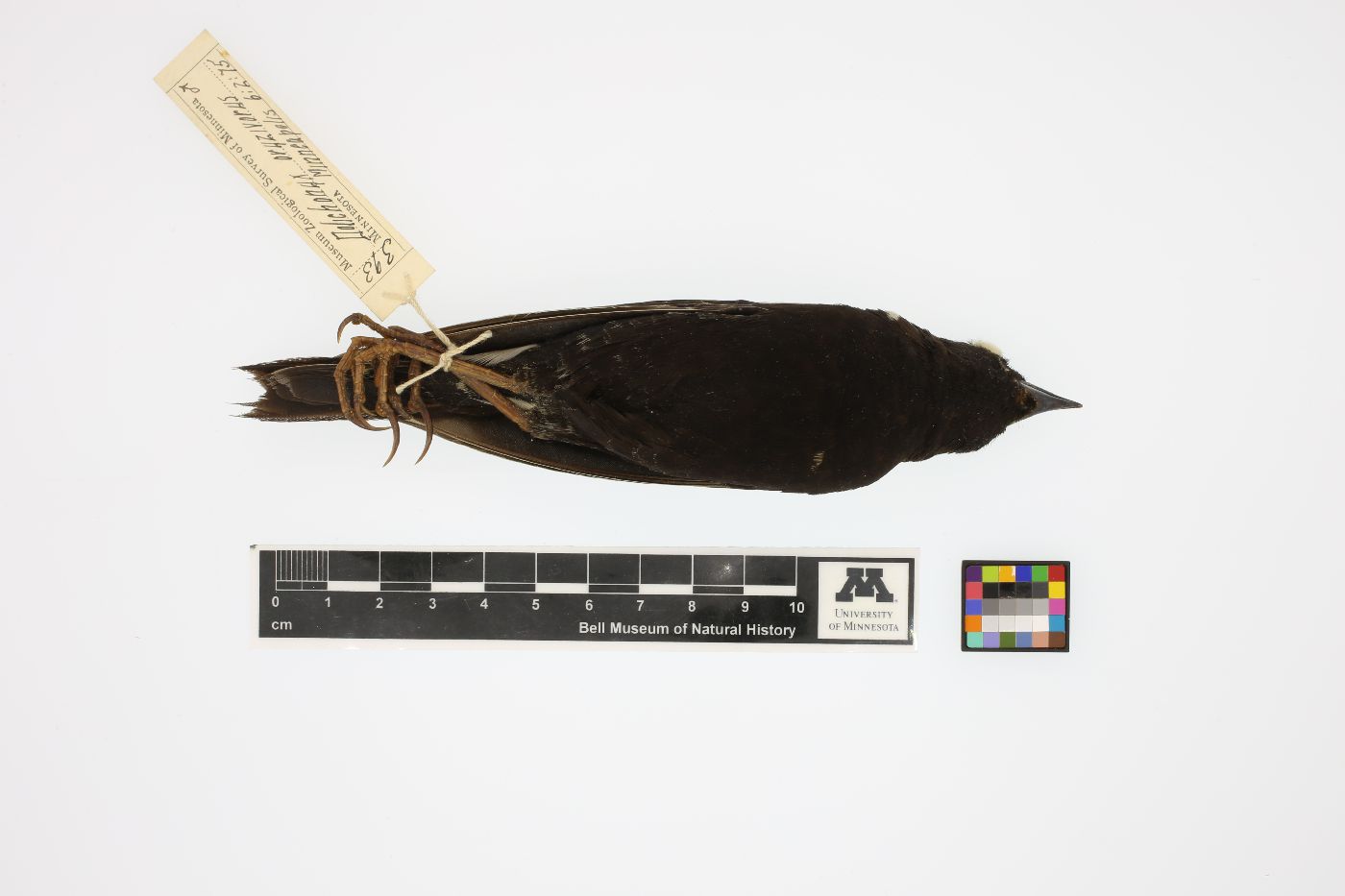 Dolichonyx oryzivorus image