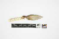 Cistothorus palustris image