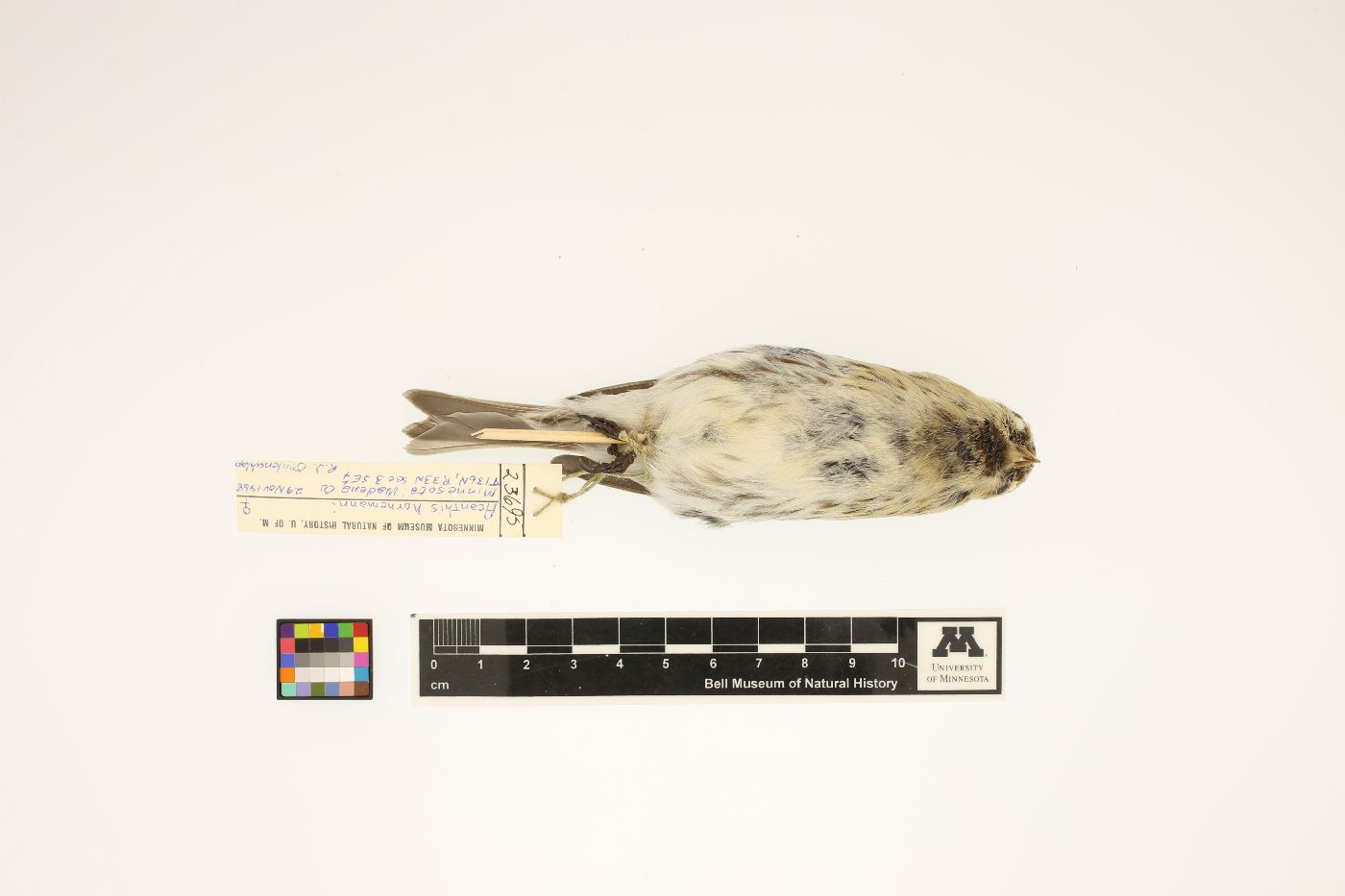 Carduelis image