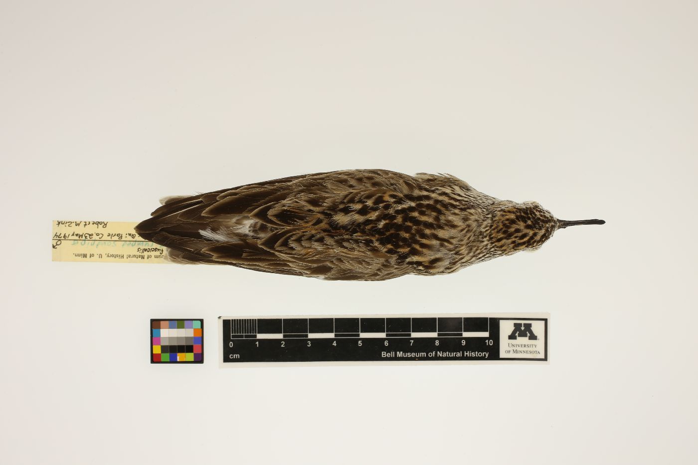 Calidris fuscicollis image